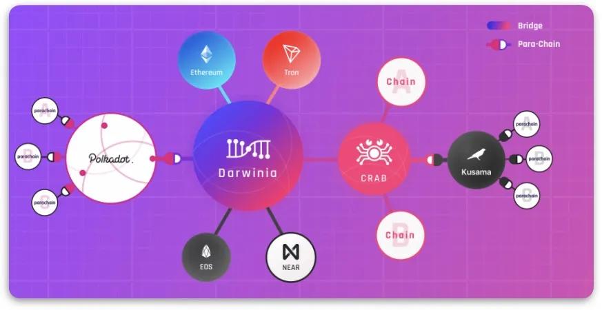 波尔卡多特的生态学解读22