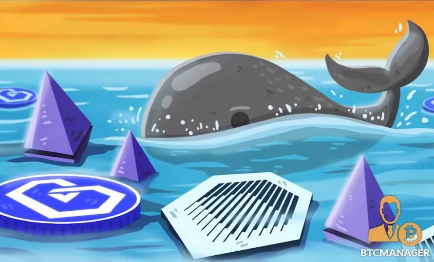 如何追踪鲸鱼？101钱包追踪指南28