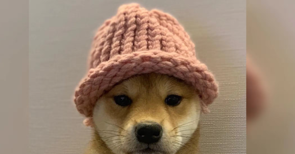 随着其他MEME币涨势减弱,WIF币在币安上市计划中反弹 随着其他MEME币涨势减弱,WIF币在币安上市计划中反弹
