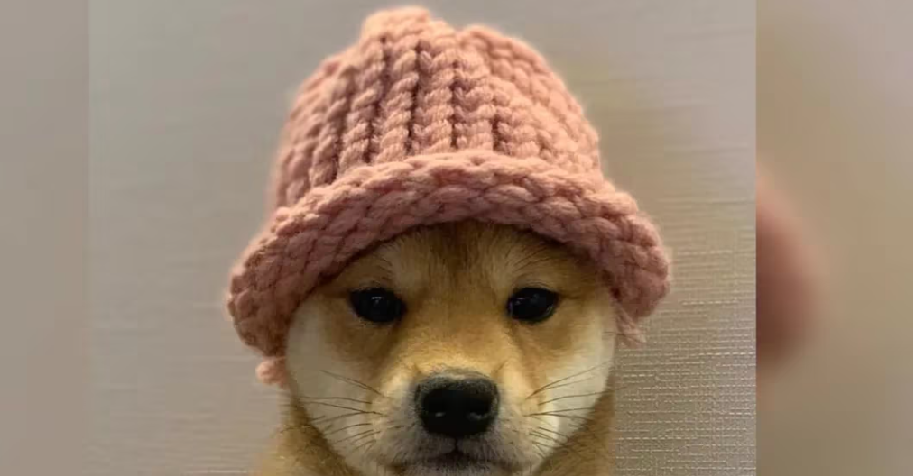 比特币价格坚守7万美元,Dogwifhat成为第三大 MEME币 比特币价格坚守7万美元,Dogwifhat成为第三大 MEME币