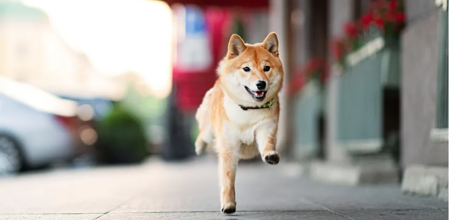 2024年,柴犬币的表现将超越比特币 2024年,柴犬币的表现将超越比特币