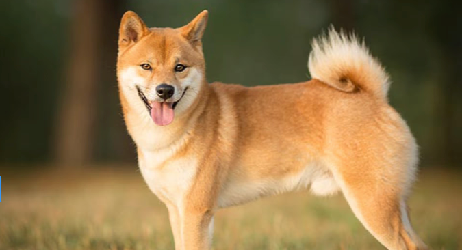 Bitwise修改文件,现货DOGE ETF即将上市 Bitwise修改文件,现货DOGE ETF即将上市